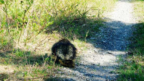 Only to find this fat bastard... Thankfully no damage to the car