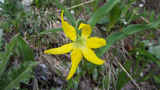 Glacier Lily