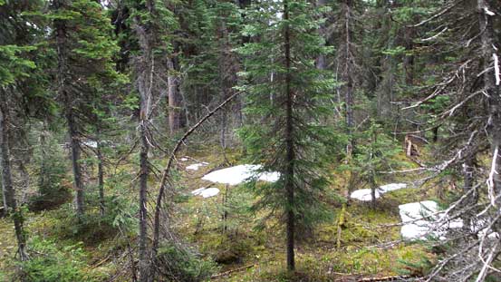 Into the bush. We managed to stay away from the brushes on descent
