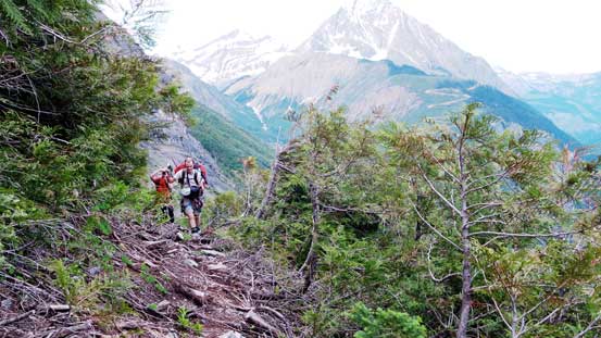 There's some hard work to cut this trail through the krumholtz field...
