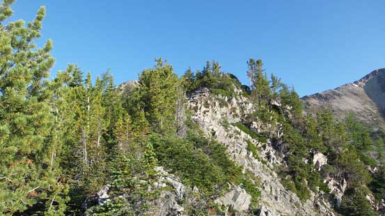 Bushwhacking on Harlech's SE Ridge