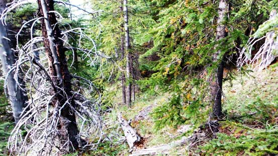 Bushwhacking in the upper forest