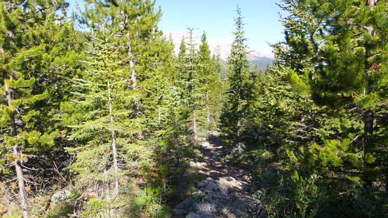 The typical hike through the thinning forest