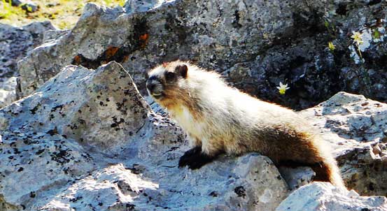 A lovely marmot
