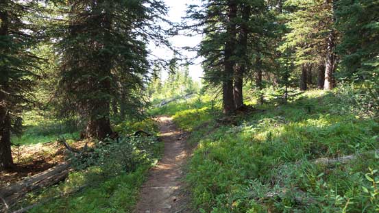 Entering the forest now...