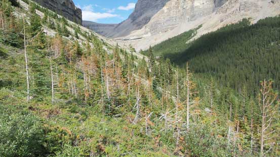 If you venture into the bush this is what you have to deal with...