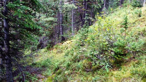 Light bushwhacking is unavoidable no matter how you approach this