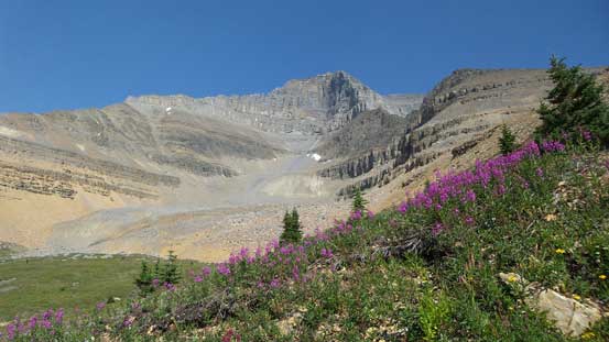 Flowers, grass and Mt. Saskatchewan