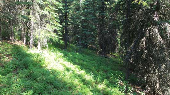 Open forest traverse