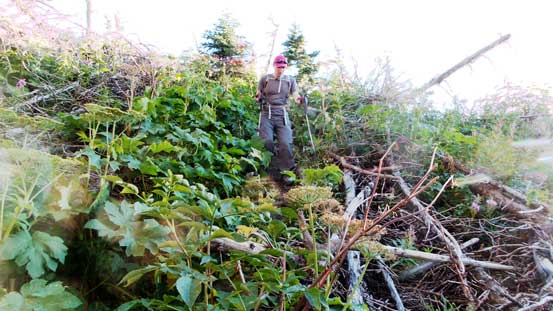 Very glad to have a trail/path through this section of the bush...