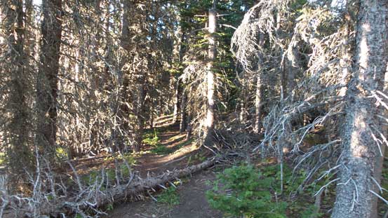 Lower down in the forest