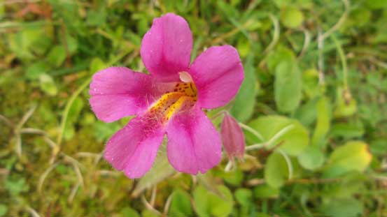 On the day like this you might as well just picture the flowers