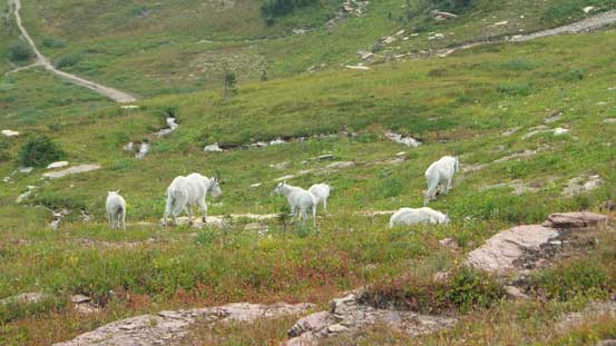 A group of sheep near the climber's trail