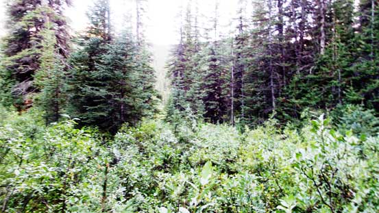 Bushwhacking along Rockingham Creek