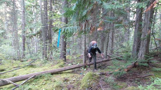 We were surprised to see a flagged path