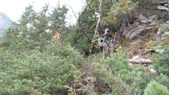 Into the upper bushy section