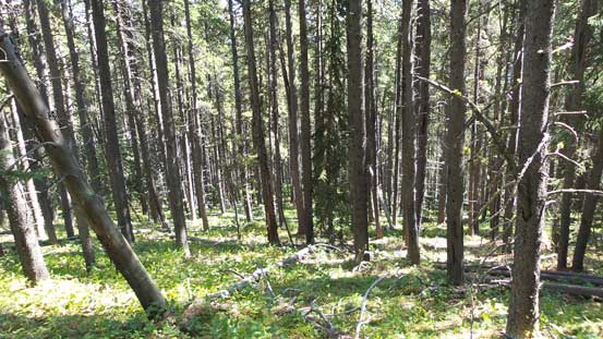 I'll surely miss the nice and soft Alberta's bushwhacking