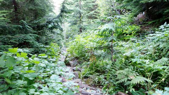 Hiking up the abandoned logging road in the coastal rainforest