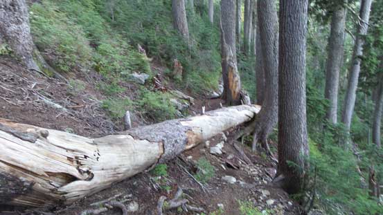 There's some big fallen trees like this