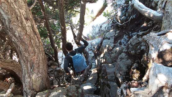 Down-scrambling while grabbing tree roots.