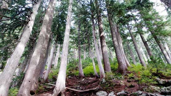The coastal rainforest