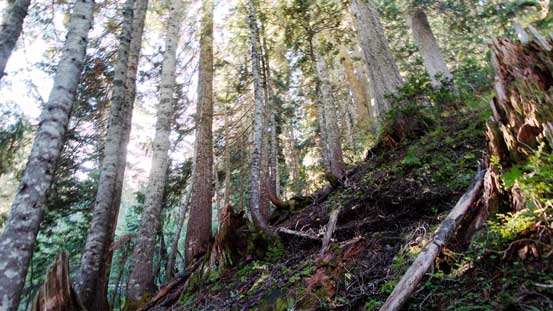 Ascending through forest passing the official trail-end