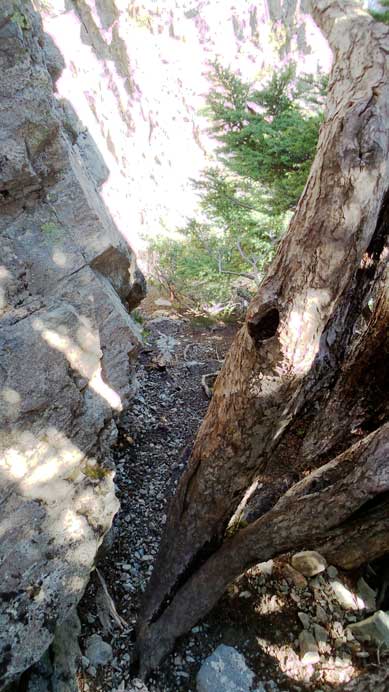 Descending the "treed gully"