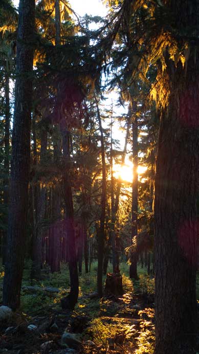 Sunset through the woods