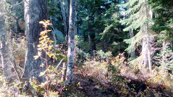 Easily following the trail up (note the flagging)