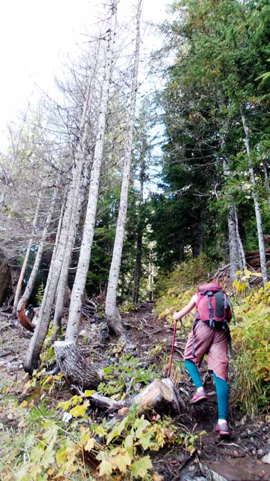 The typical forested hike