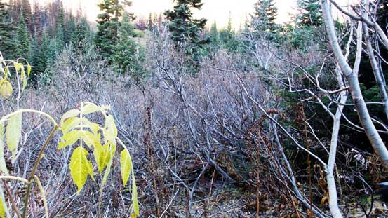 Bushwhacking starts...