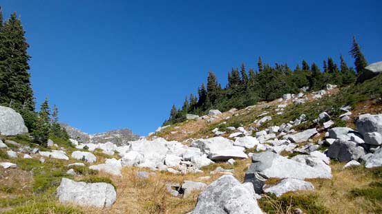 Out of the bush eventually