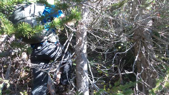 Oh the bushwhacking...