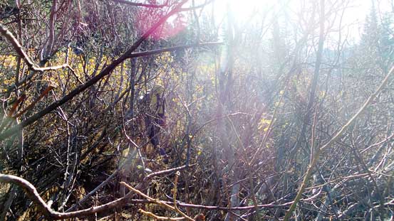 Powering through the alders