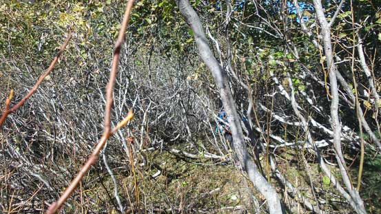 Can you spot Dean in the alders?!