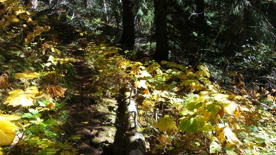 This trail traverses through quite a few Devil's Club field...
