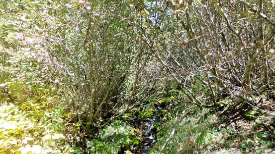 Lots of alders around. Good thing I don't have to bushwhack...