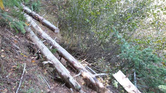 Quite a few deadfalls on this trail
