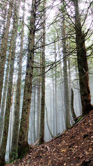 The coastal rainforest