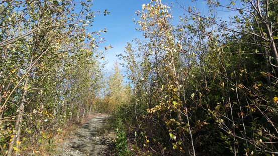 Hiking up the last logging road spur