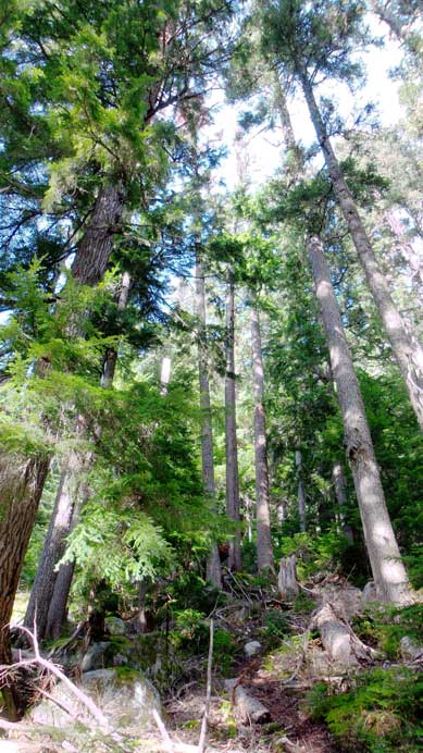 Upwards through the steep forest