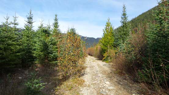 The logging road walk at the end