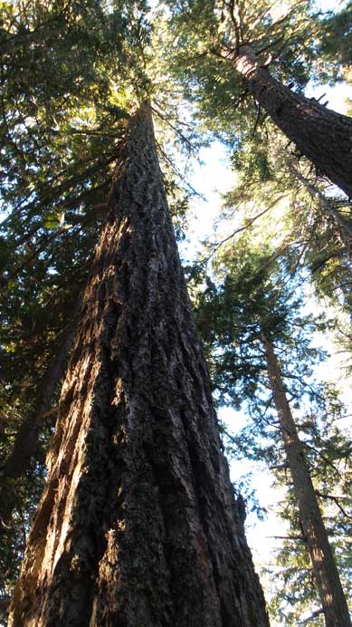 Some giant cedars