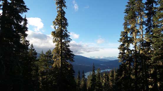 Views through the open forest