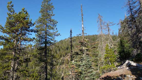Looking upwards through the thinning forest