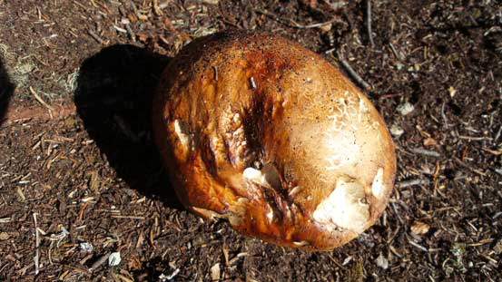 A lot of mushroom on this trail