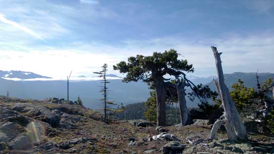 One of the many trees up there