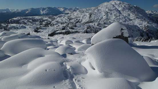 Snow mushrooms? or not...