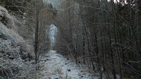 This is as bushy this road gets