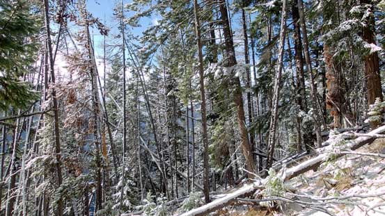 The steep forested descent